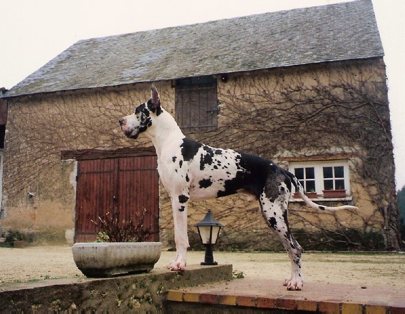 Oxo De fortuna majeur