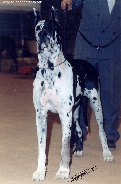 Miss tick De fortuna majeur
