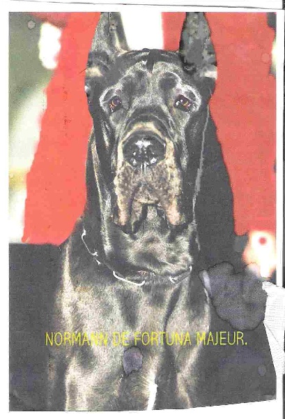 Normann De fortuna majeur