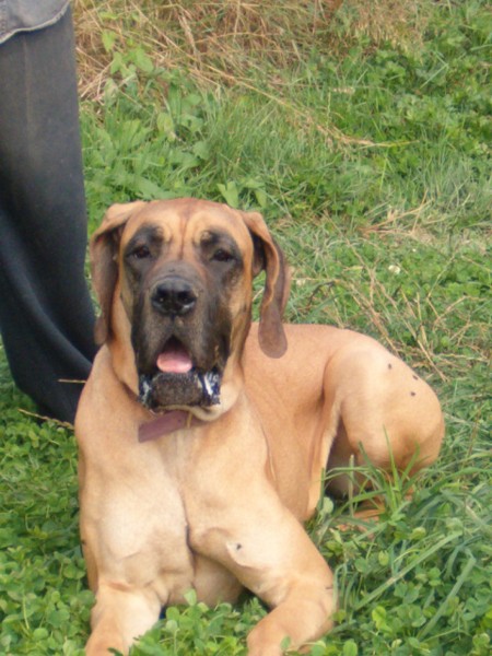 Viva zappata De fortuna majeur