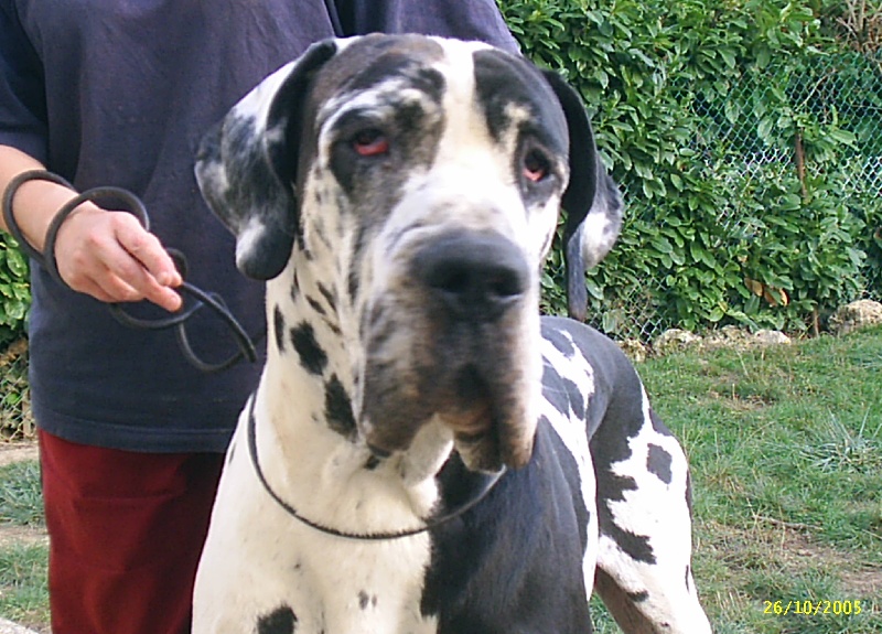 Thor De fortuna majeur