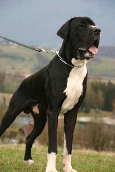 Aggamemnon De fortuna majeur