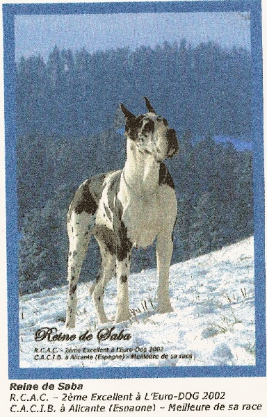 Reine de saba De fortuna majeur