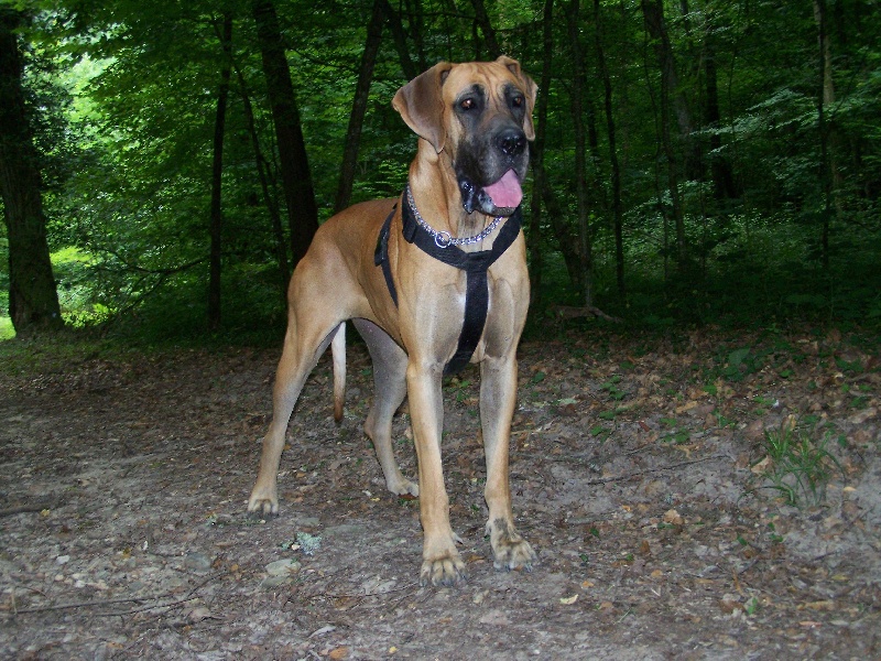 Dorémi De fortuna majeur